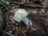 Entoloma sinuatum image