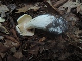 Entoloma sinuatum image