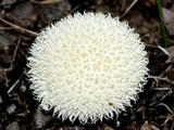 Lycoperdon pulcherrimum image