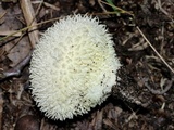 Lycoperdon pulcherrimum image