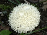 Lycoperdon pulcherrimum image