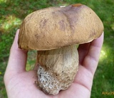 Boletus nobilissimus image