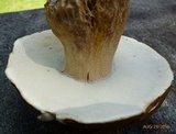 Boletus nobilissimus image