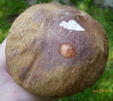 Boletus nobilissimus image