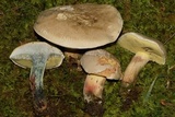 Caloboletus inedulis image