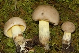 Caloboletus inedulis image