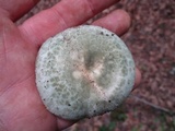 Russula parvovirescens image