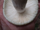 Russula parvovirescens image