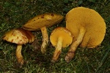 Suillus americanus image