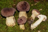 Tylopilus rubrobrunneus image