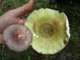 Russula variata image