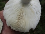 Russula variata image