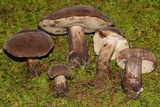 Tylopilus atronicotianus image