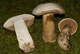 Tylopilus intermedius image