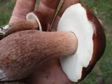 Tylopilus badiceps image