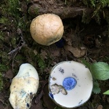 Gyroporus cyanescens image