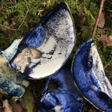 Gyroporus cyanescens image