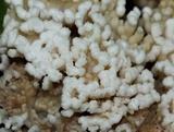 Tremellodendron schweinitzii image