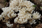 Tremellodendron schweinitzii image