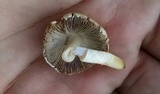 Agaricus comtulus image