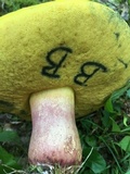 Boletus pallidoroseus image