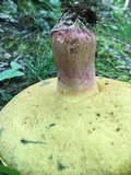 Boletus pallidoroseus image
