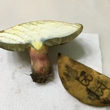 Boletus pallidoroseus image