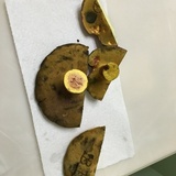 Boletus pallidoroseus image