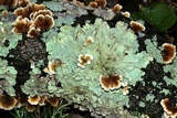 Plicaturopsis crispa image