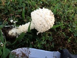 Amanita thiersii image