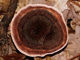 Hydnellum concrescens image