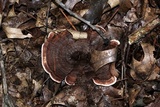 Hydnellum concrescens image