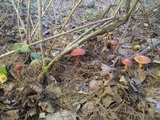 Suillus spraguei image
