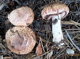 Agaricus silvaticus image