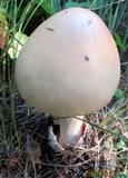 Amanita flavescens image