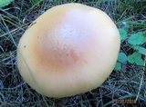 Amanita flavescens image