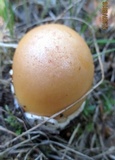 Amanita flavescens image