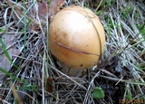 Amanita flavescens image