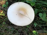 Amanita flavescens image