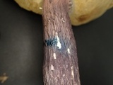 Boletus violaceofuscus image