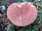 Tricholomopsis rutilans image