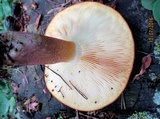 Tricholomopsis rutilans image