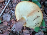 Tricholomopsis rutilans image