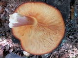 Tricholomopsis rutilans image