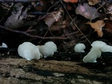 Crepidotus applanatus image