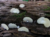 Crepidotus applanatus image