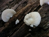 Crepidotus applanatus image