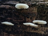 Crepidotus applanatus image