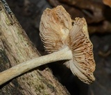 Inocybe rimosa image