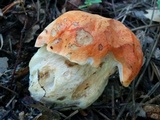Tylopilus balloui image